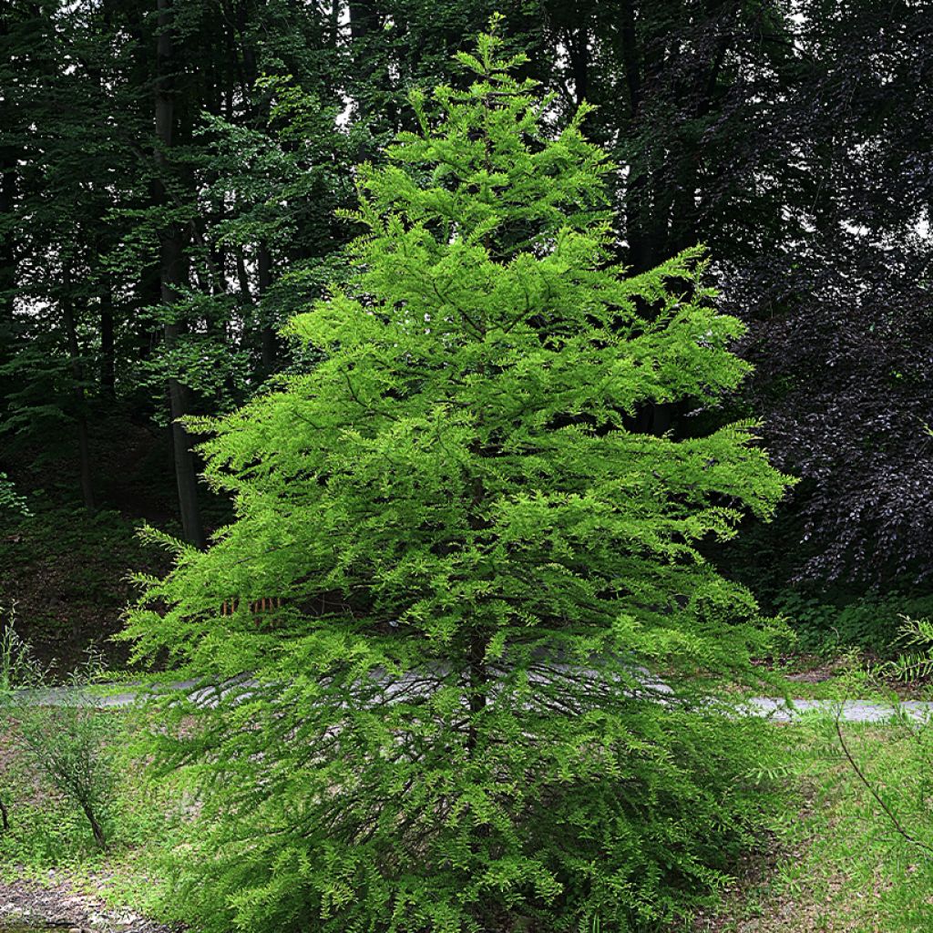 Taxodium distichum seeds - Swamp cypress