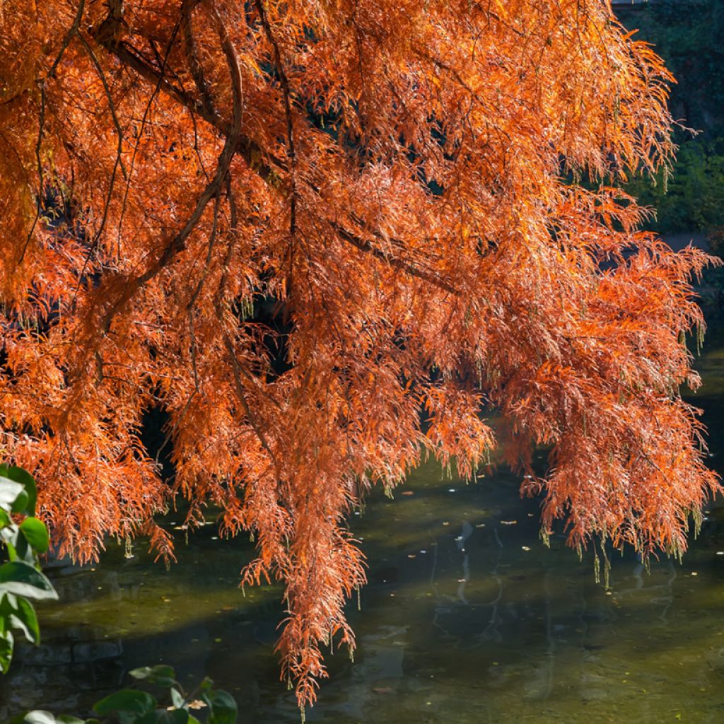 Taxodium distichum seeds - Swamp cypress