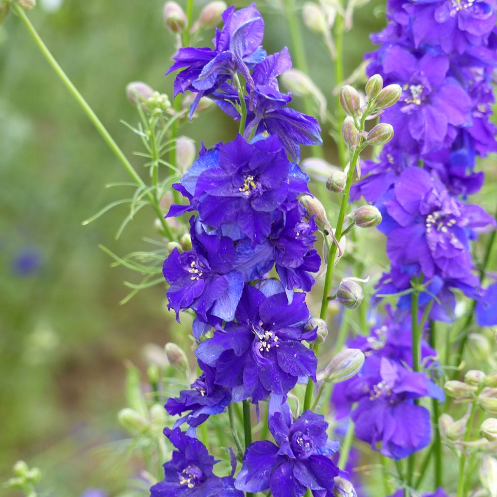 Delphinium consolida QIS Dark Blue - Larkspur seeds