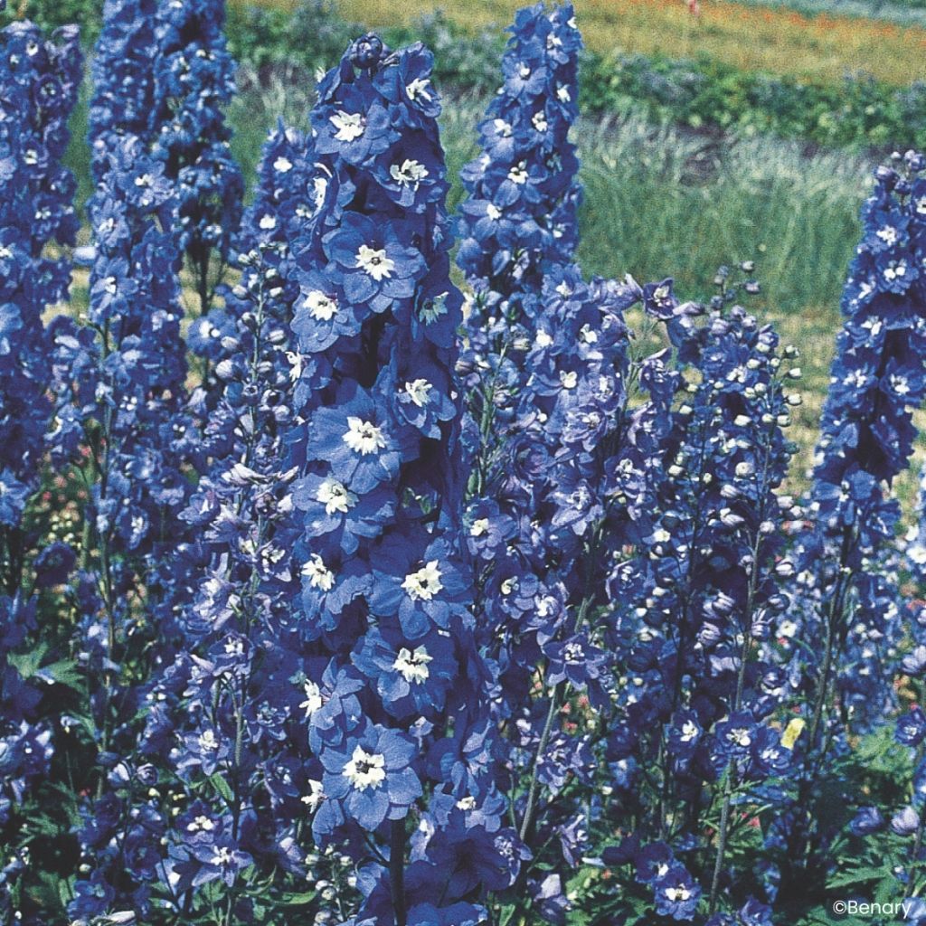 Delphinium Blue Bird seeds - Larkspurlphinium