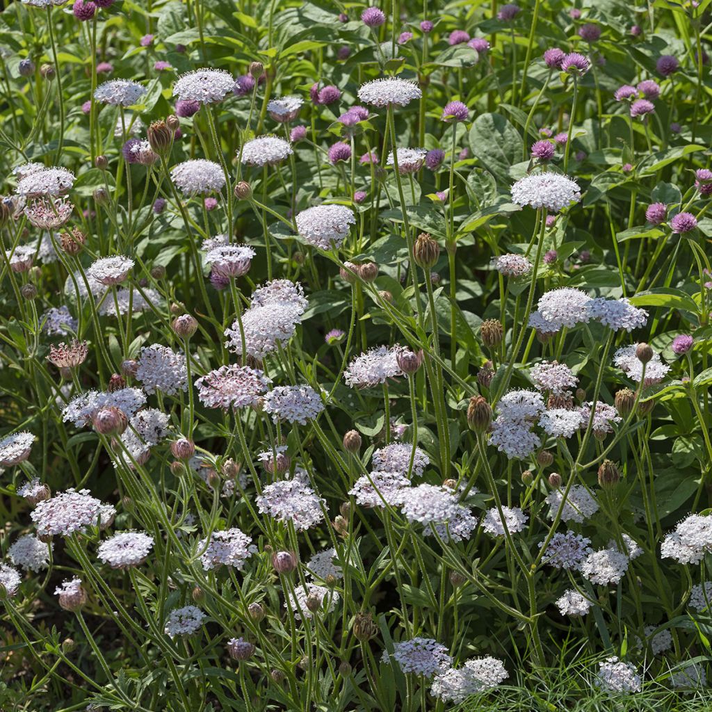 Trachymene coerulea Lace Heavenly Umbels