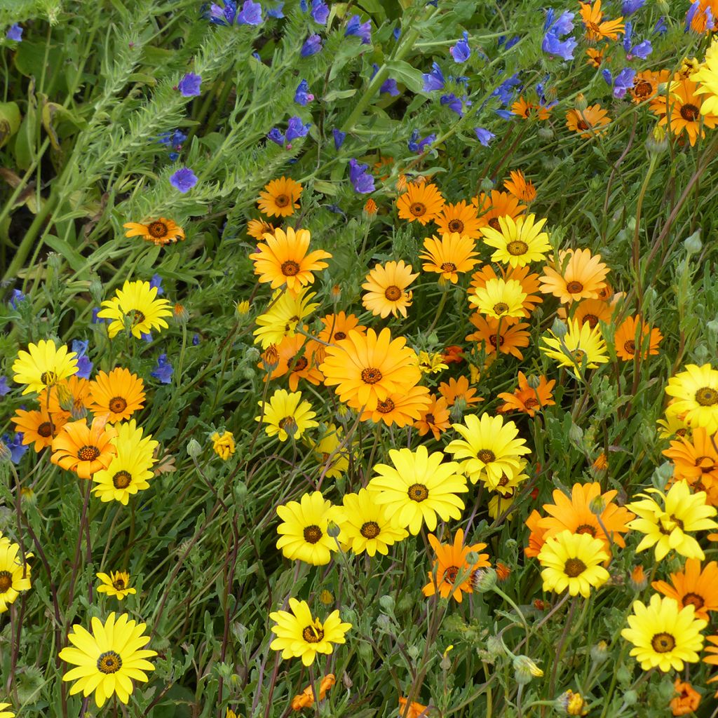 Dimorphotheca sinuata Mix seeds - Namaqualand daisy, African daisy
