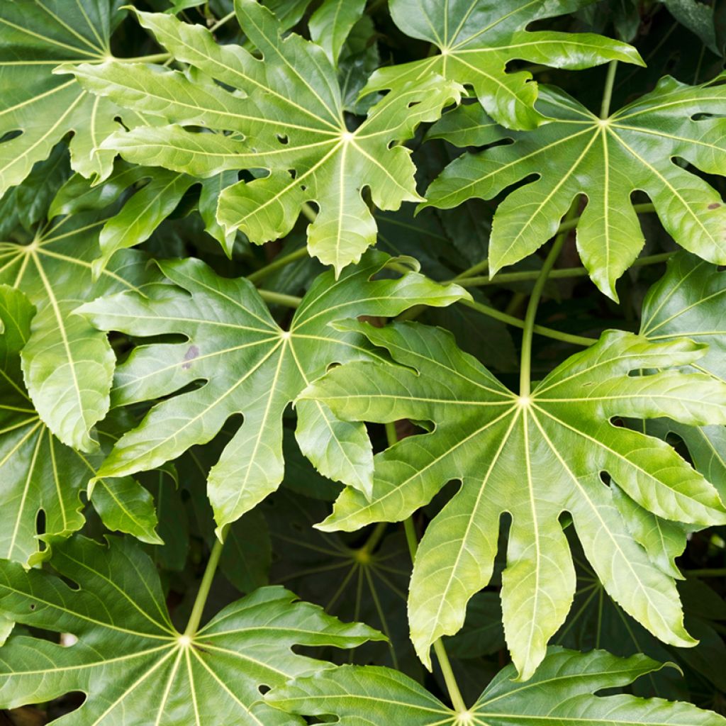 Fatsia japonica seeds - Japanese aralia