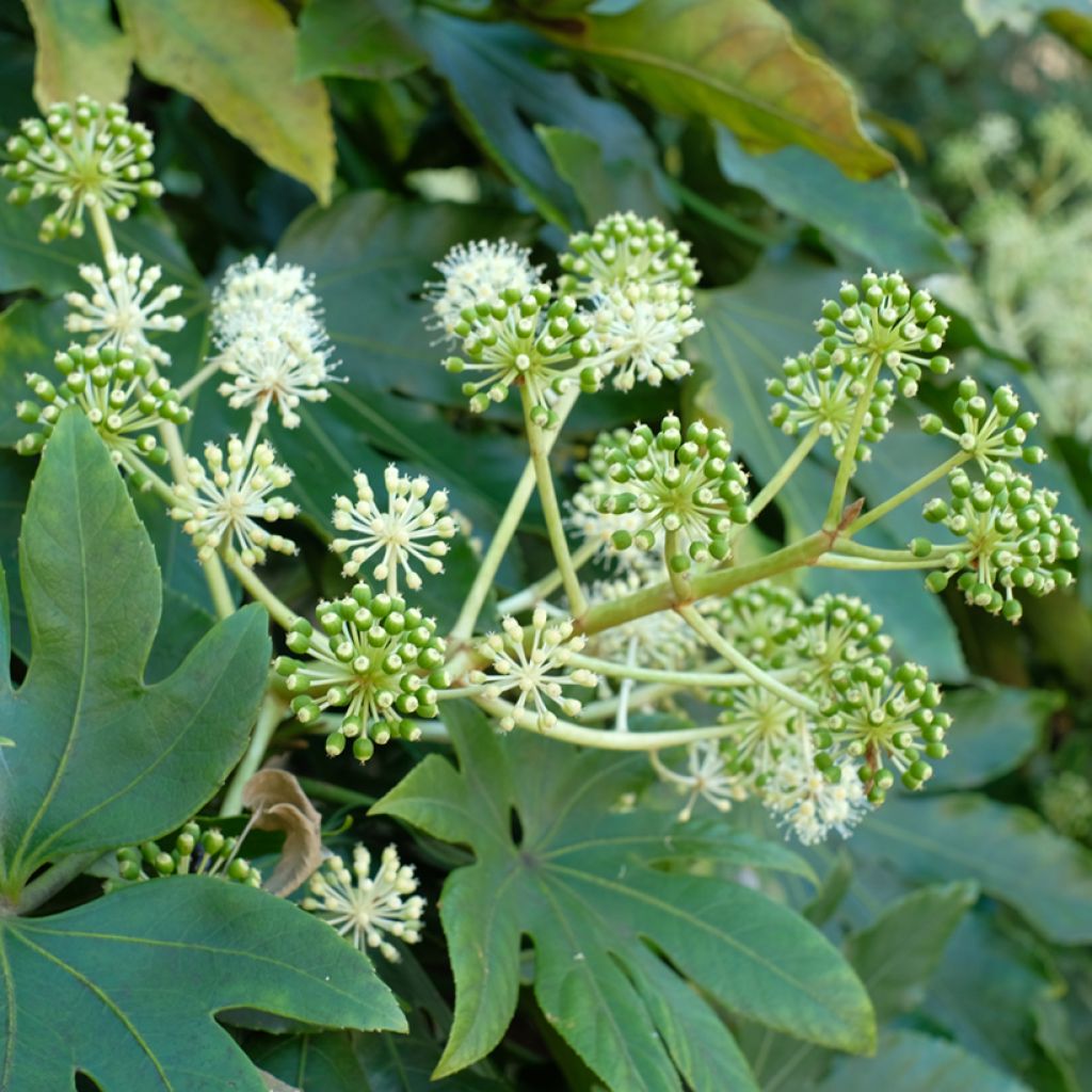 Fatsia japonica seeds - Japanese aralia