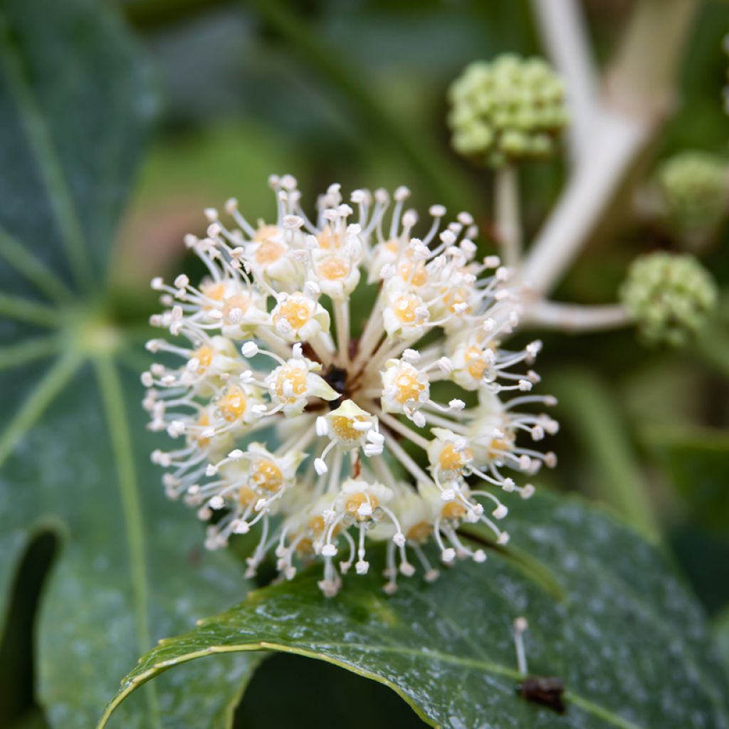 Fatsia japonica seeds - Japanese aralia