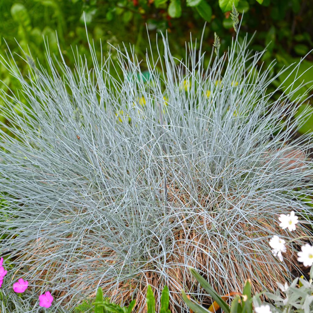 Festuca glauca seeds