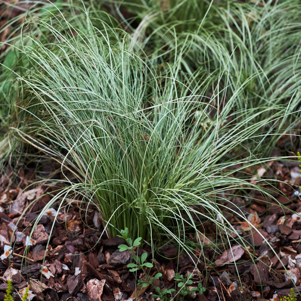 Festuca glauca seeds