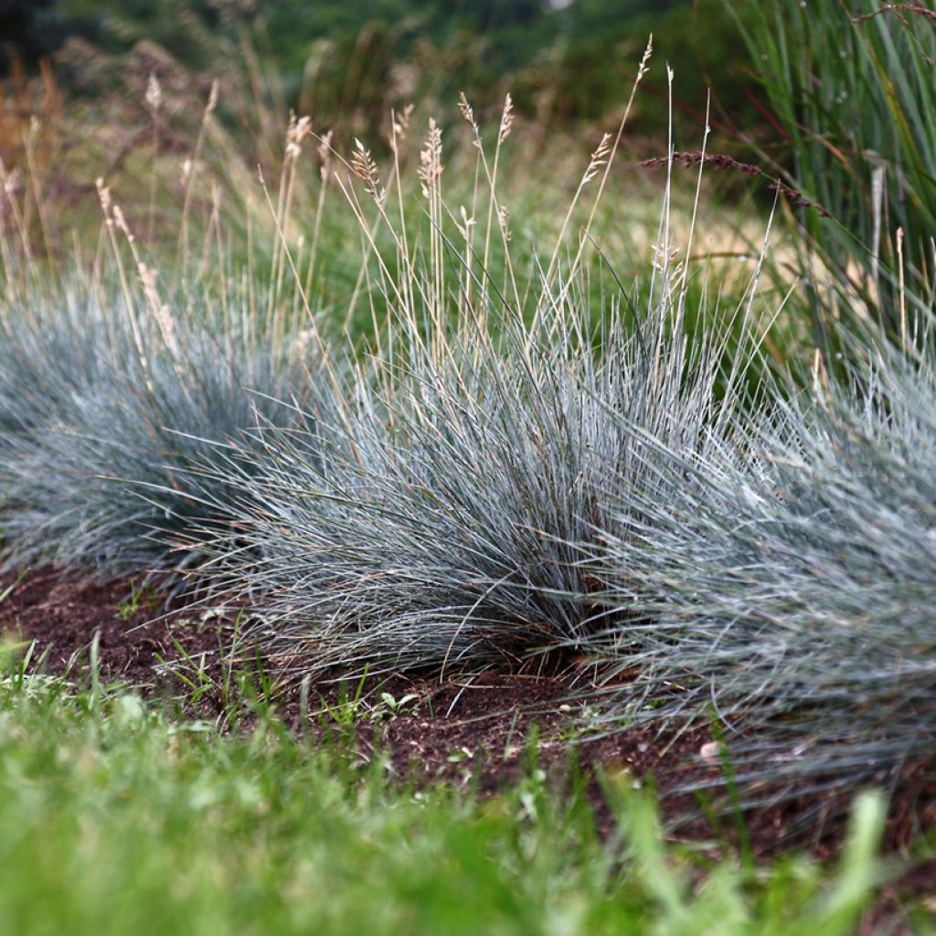 Festuca glauca seeds