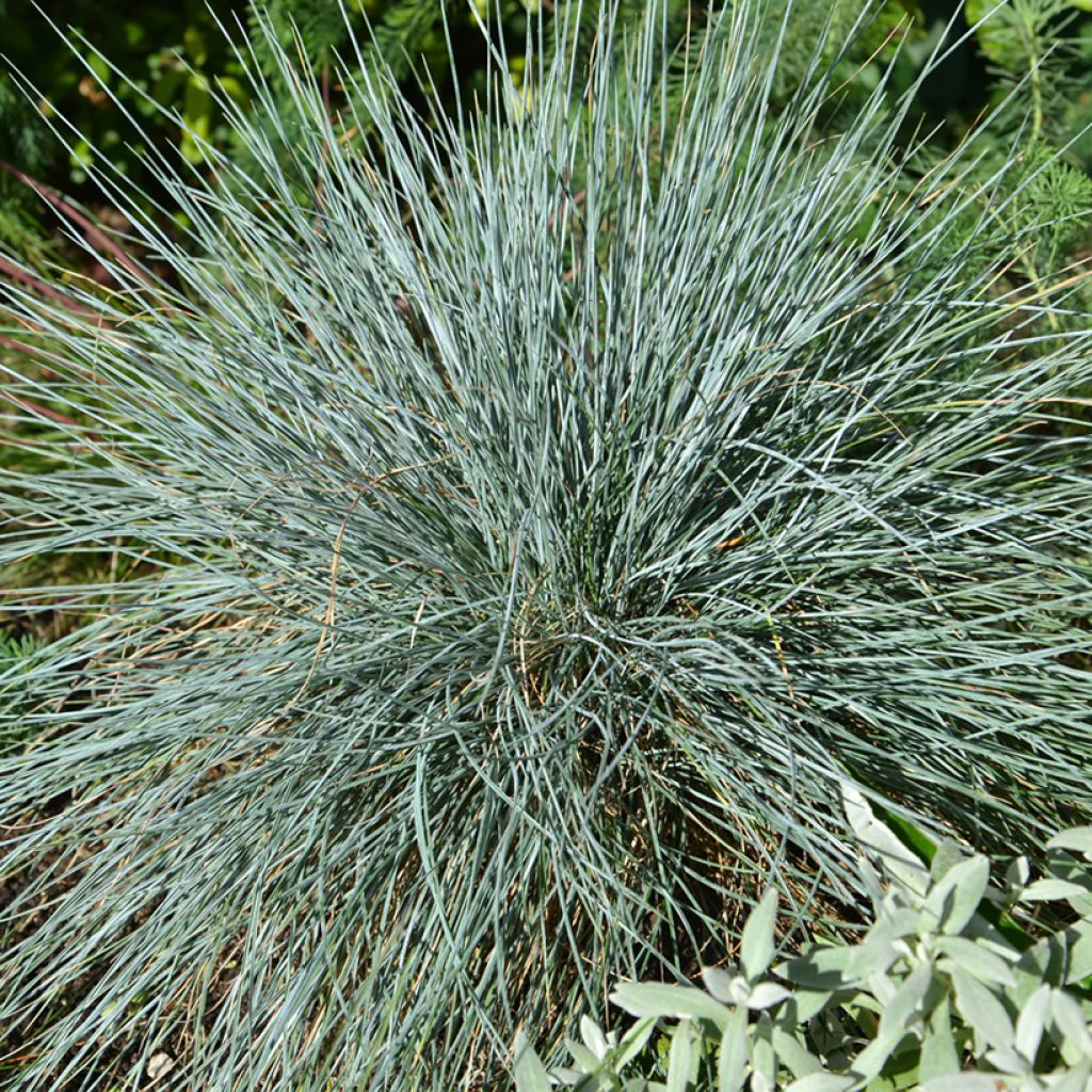 Festuca glauca seeds
