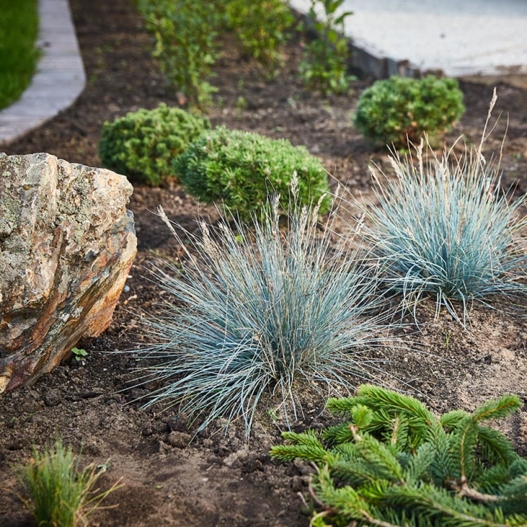 Festuca glauca seeds