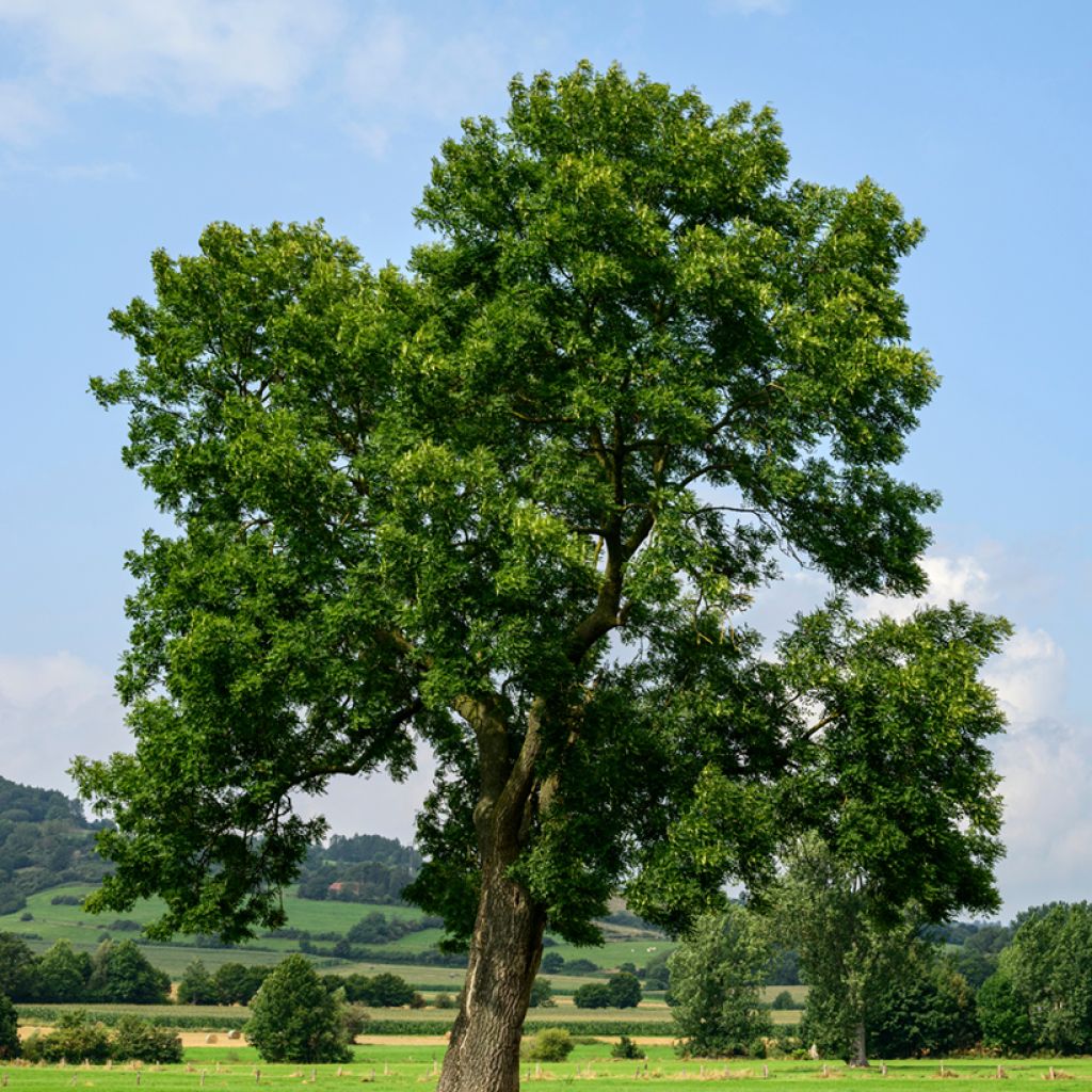 Common ash seeds - Fraxinus excelsior