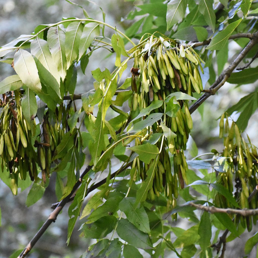 Common ash seeds - Fraxinus excelsior