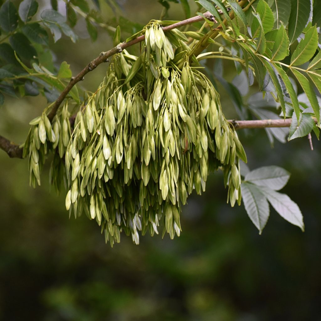 Common ash seeds - Fraxinus excelsior
