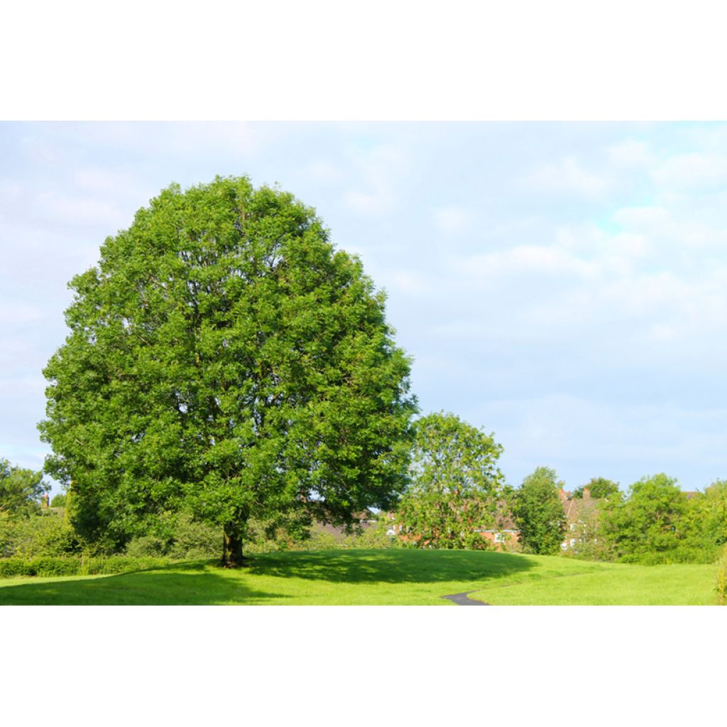 Common ash seeds - Fraxinus excelsior