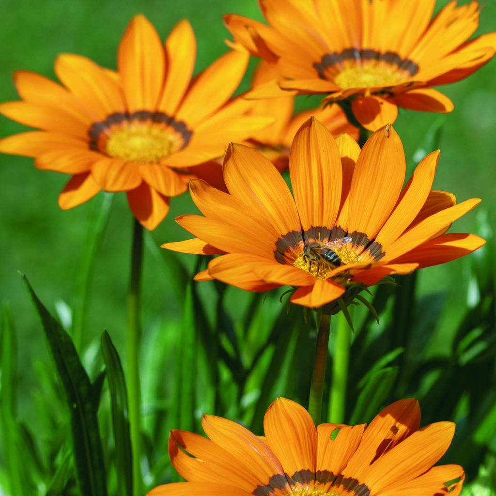 Gazania rigens Zany F1 Orange (coated seeds) - Treasure Flower