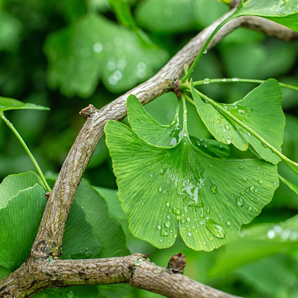 Ginkgo biloba seeds