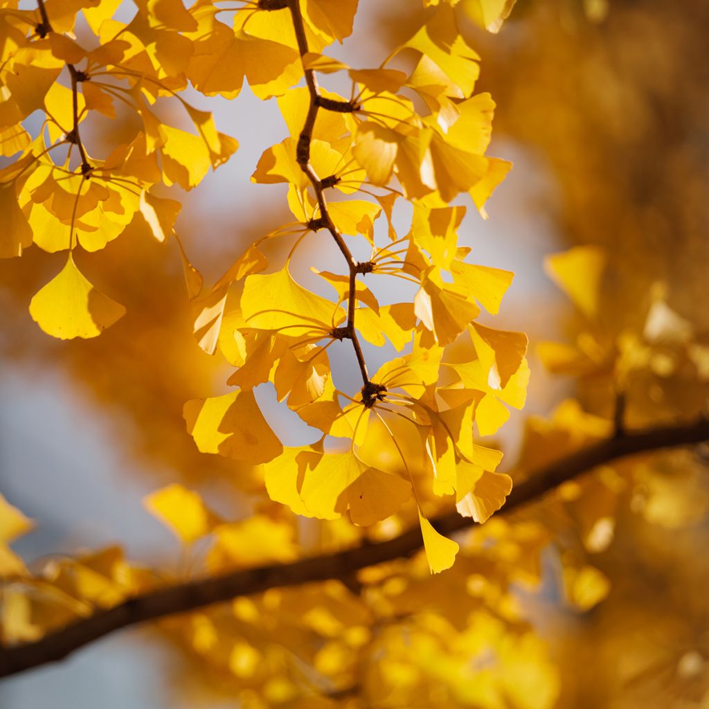 Ginkgo biloba seeds