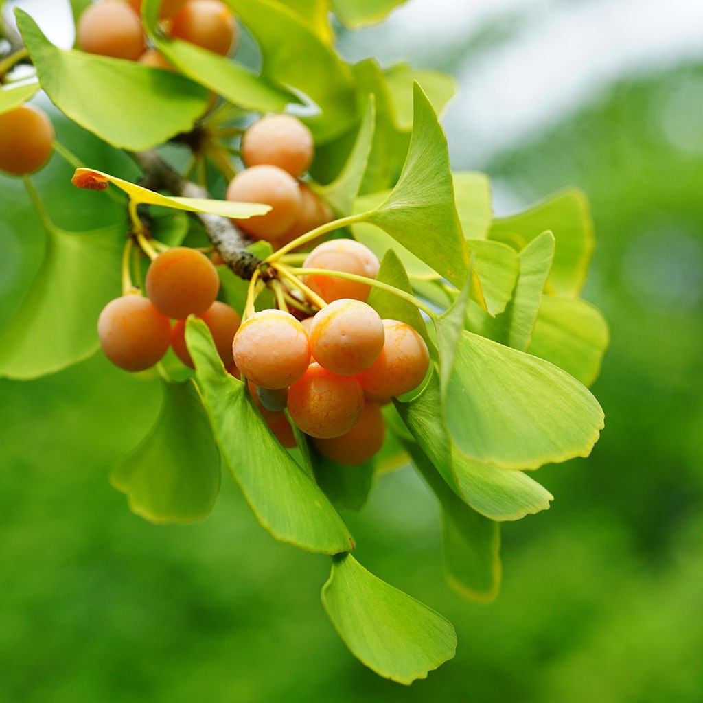 Ginkgo biloba seeds