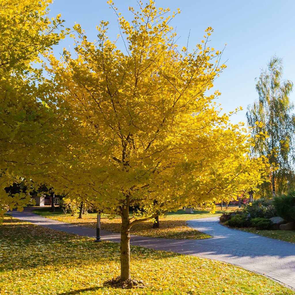Ginkgo biloba seeds