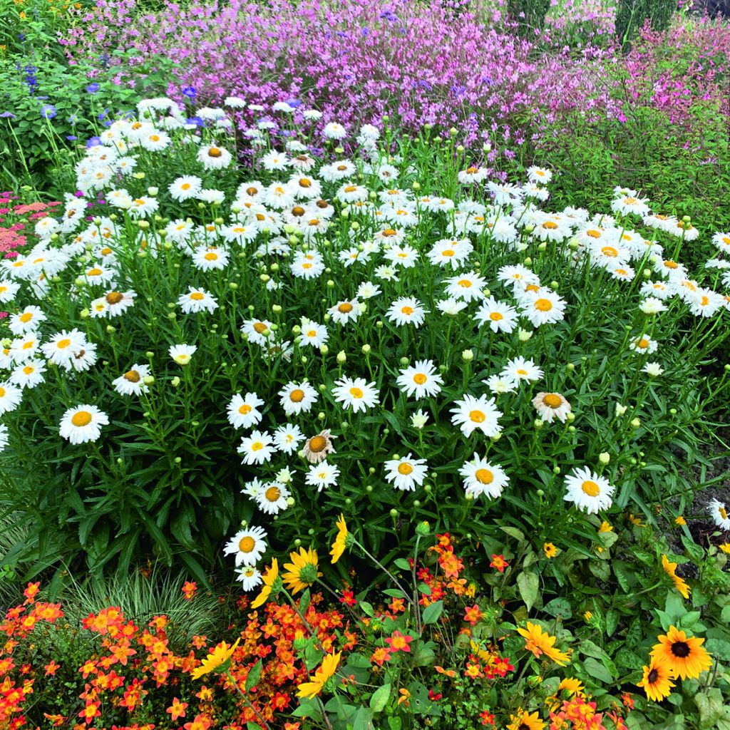 Leucanthemum x superbum Crazy Daisy - Marguerite des jardins Crazy Daisy, Leucanthème Crazy Daisy, Grande marguerite Crazy Daisy