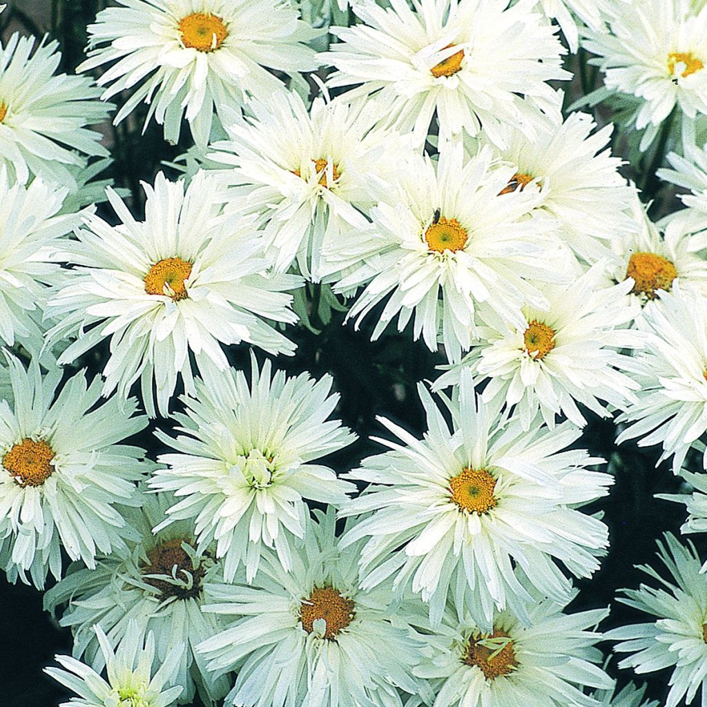 Leucanthemum x superbum Crazy Daisy - Marguerite des jardins Crazy Daisy, Leucanthème Crazy Daisy, Grande marguerite Crazy Daisy