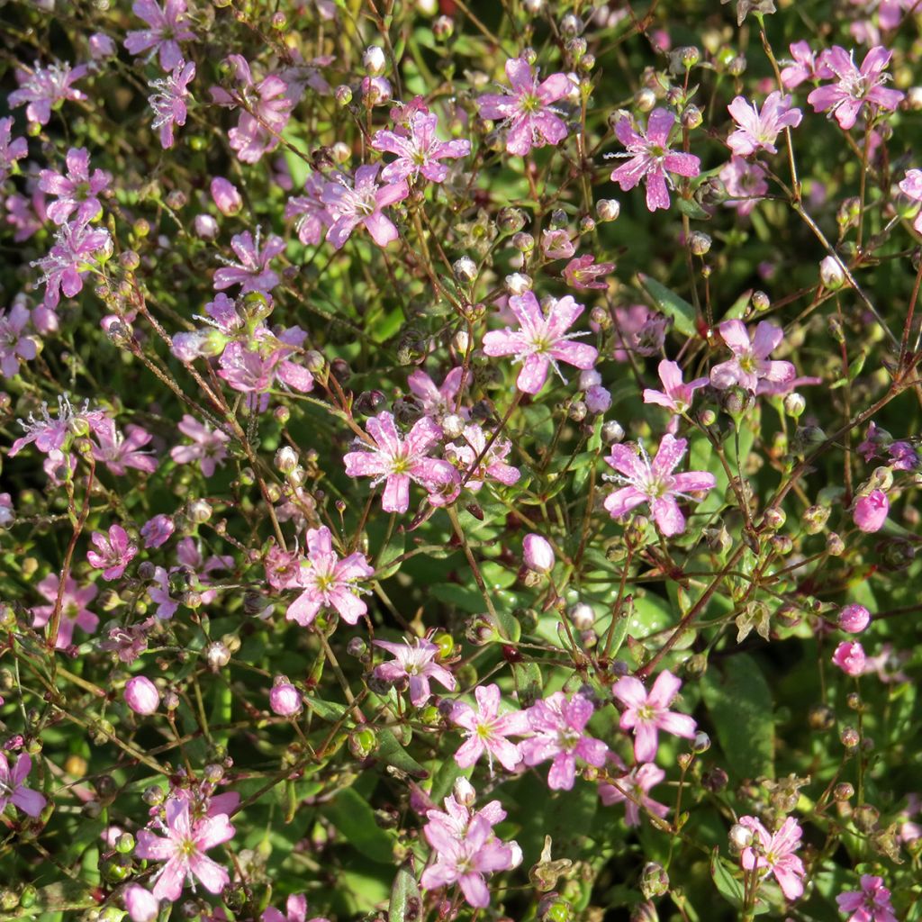 Gypsophila elegans Rosea seeds - Annual baby's breath