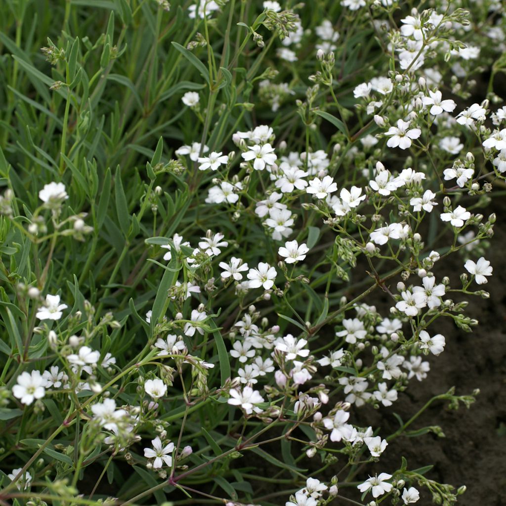 Gypsophila repens Alba seeds - Creeping baby's breath