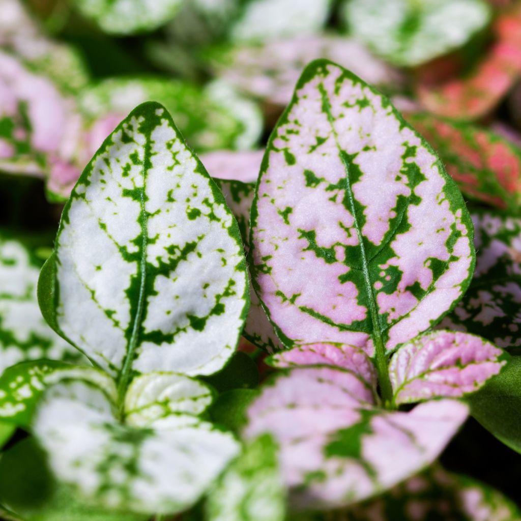 Hypoestes phyllostachya Coloratus® Mix - Polka dot plant