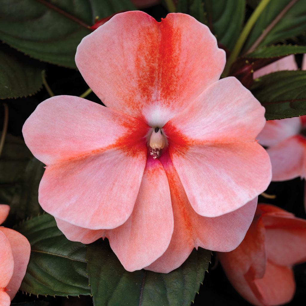 Impatiens x hawkeri Sweet Orange - Impatiente de Nouvelle-Guinée, Impatience de Nouvelle-Guinée
