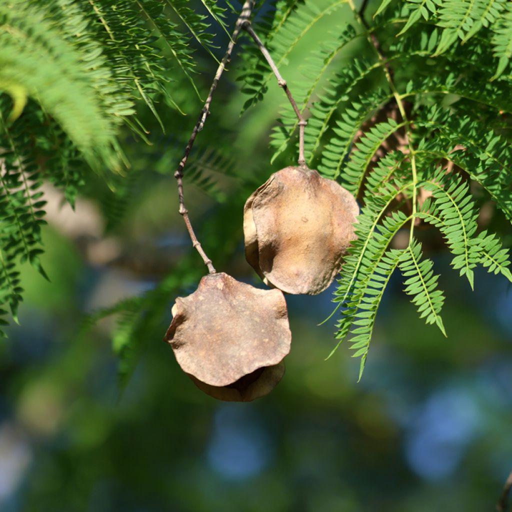 Jacaranda mimosifolia seeds