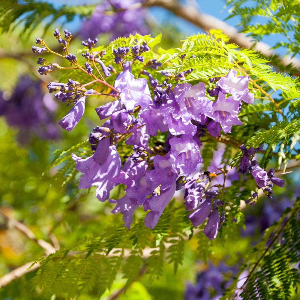 Jacaranda mimosifolia seeds
