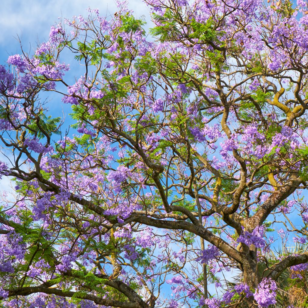 Jacaranda mimosifolia seeds