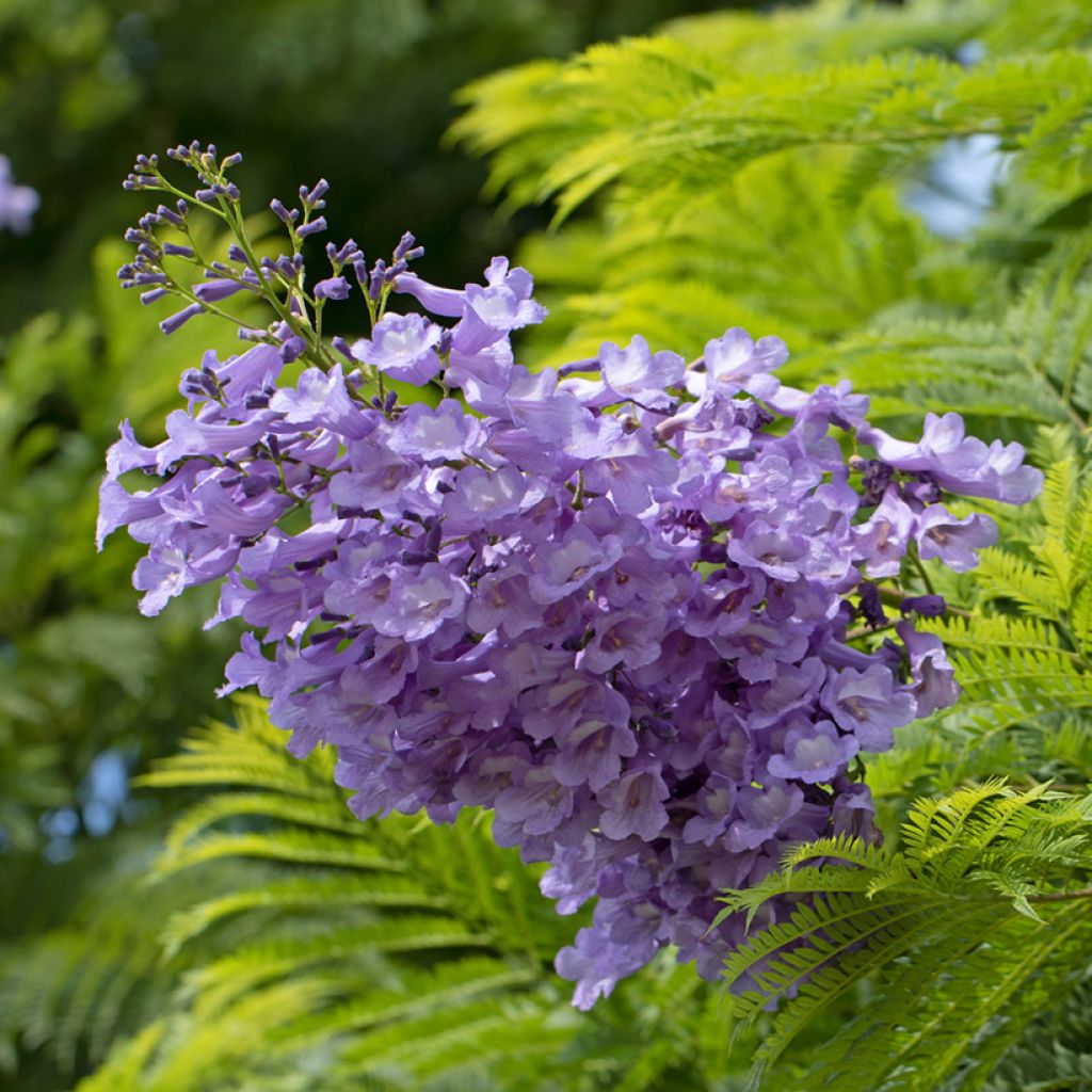 Jacaranda mimosifolia seeds