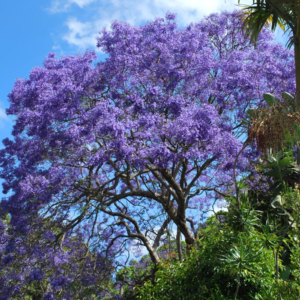 Jacaranda mimosifolia seeds