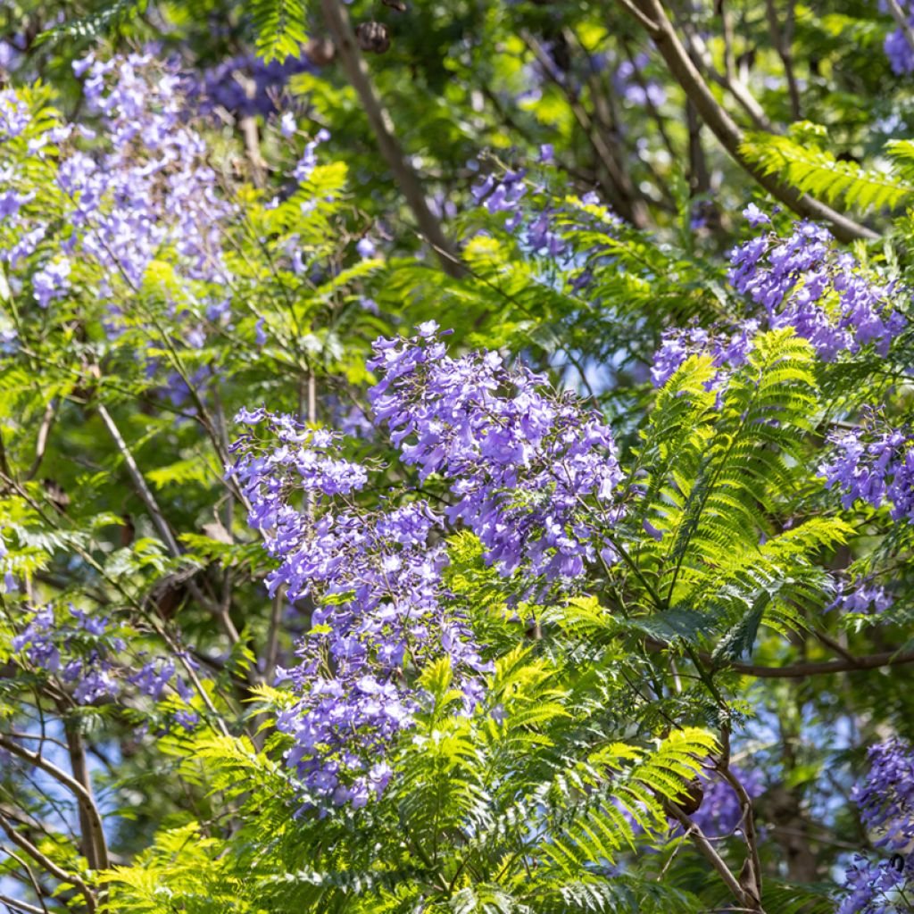 Jacaranda mimosifolia seeds