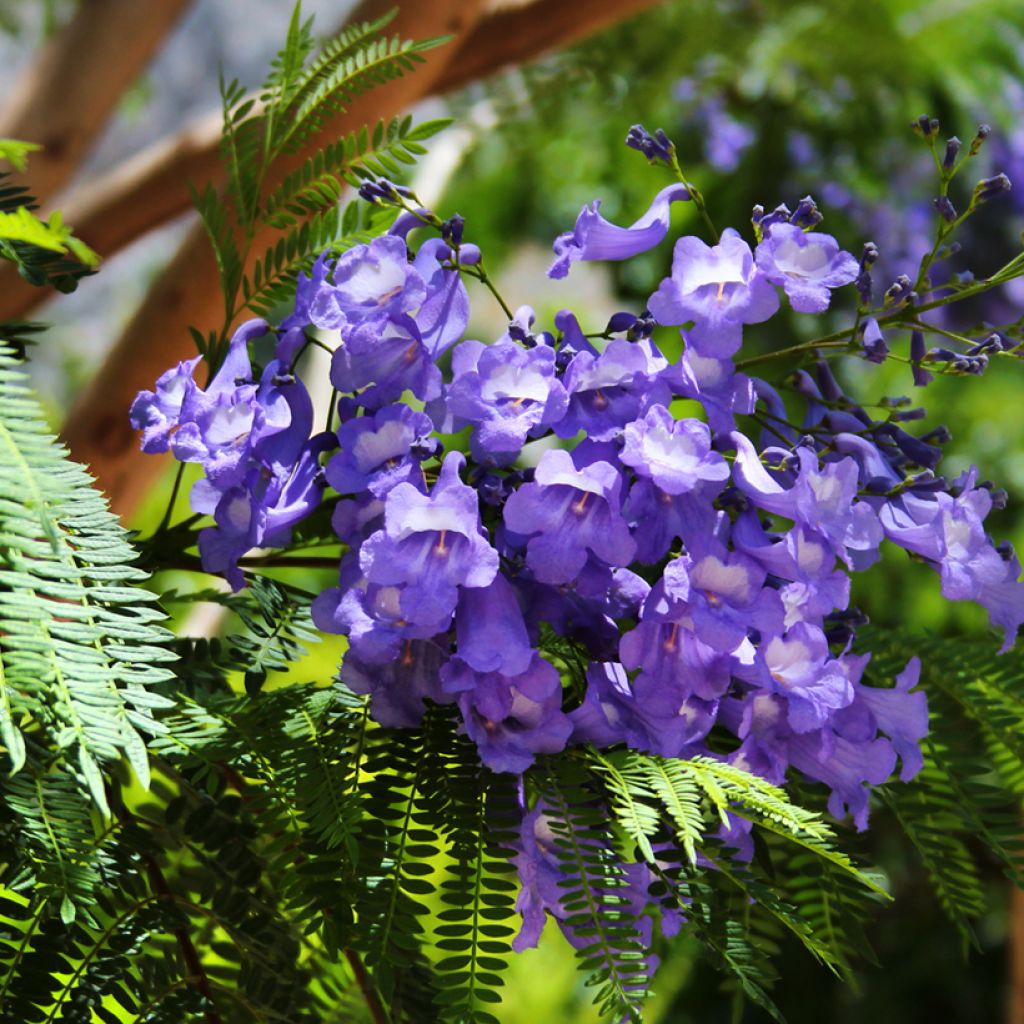 Jacaranda mimosifolia seeds