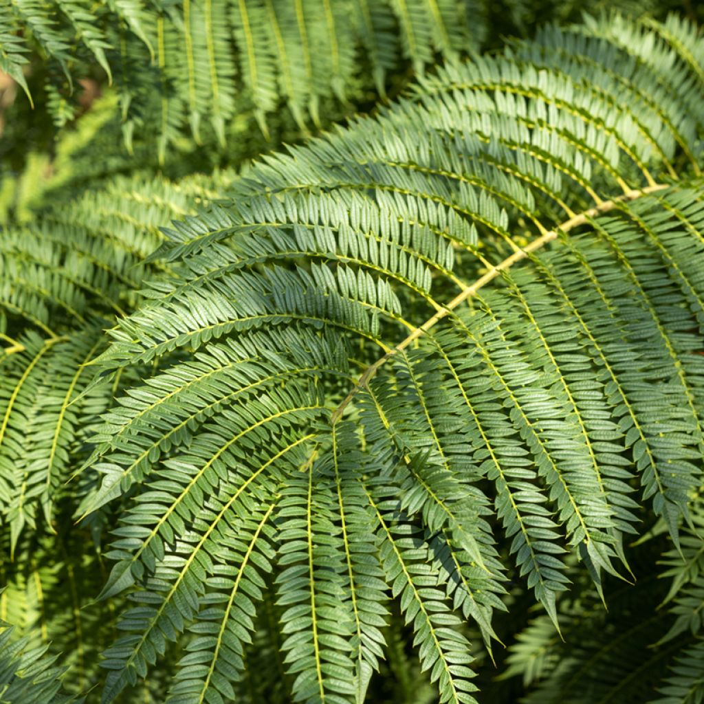 Jacaranda mimosifolia seeds