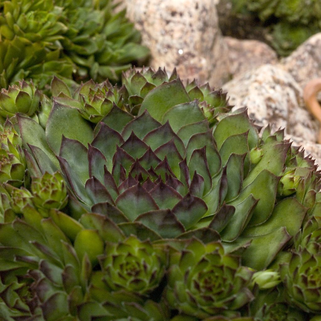 Sempervivum  Hippie Chicks - Hybrid houseleek Hippie Chicks
