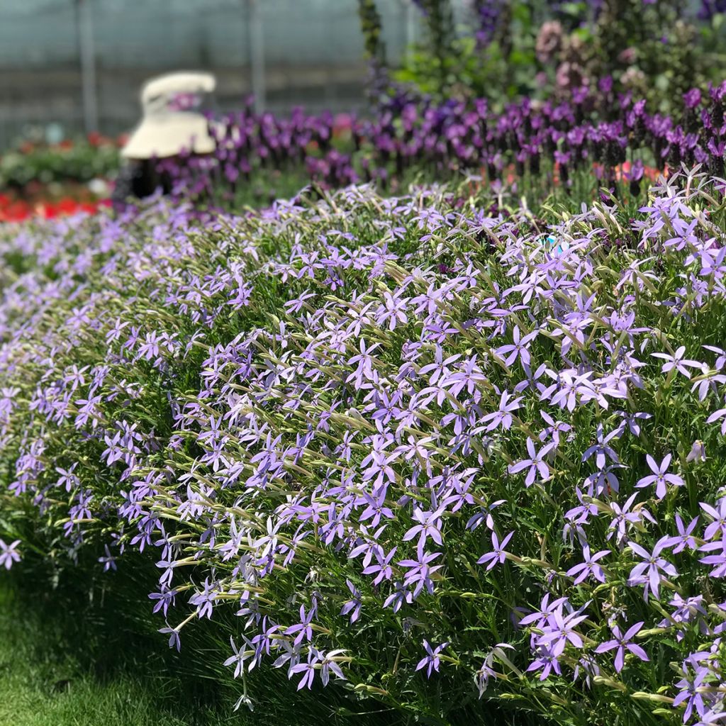 Isotoma axillaris Starshine Blue - Rock Isotome coated seeds