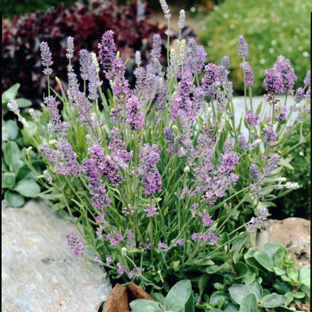 Lavendula angustifolia Ellagance Sky Seeds - True Lavender