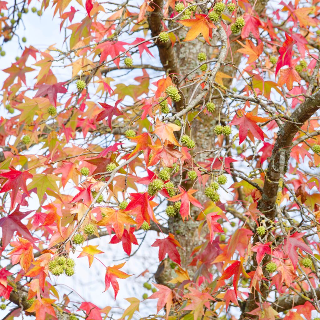 Liquidambar styraciflua seeds - American Sweetgum