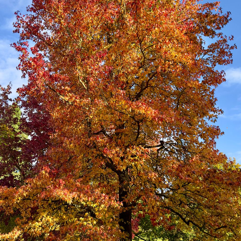 Liquidambar styraciflua seeds - American Sweetgum
