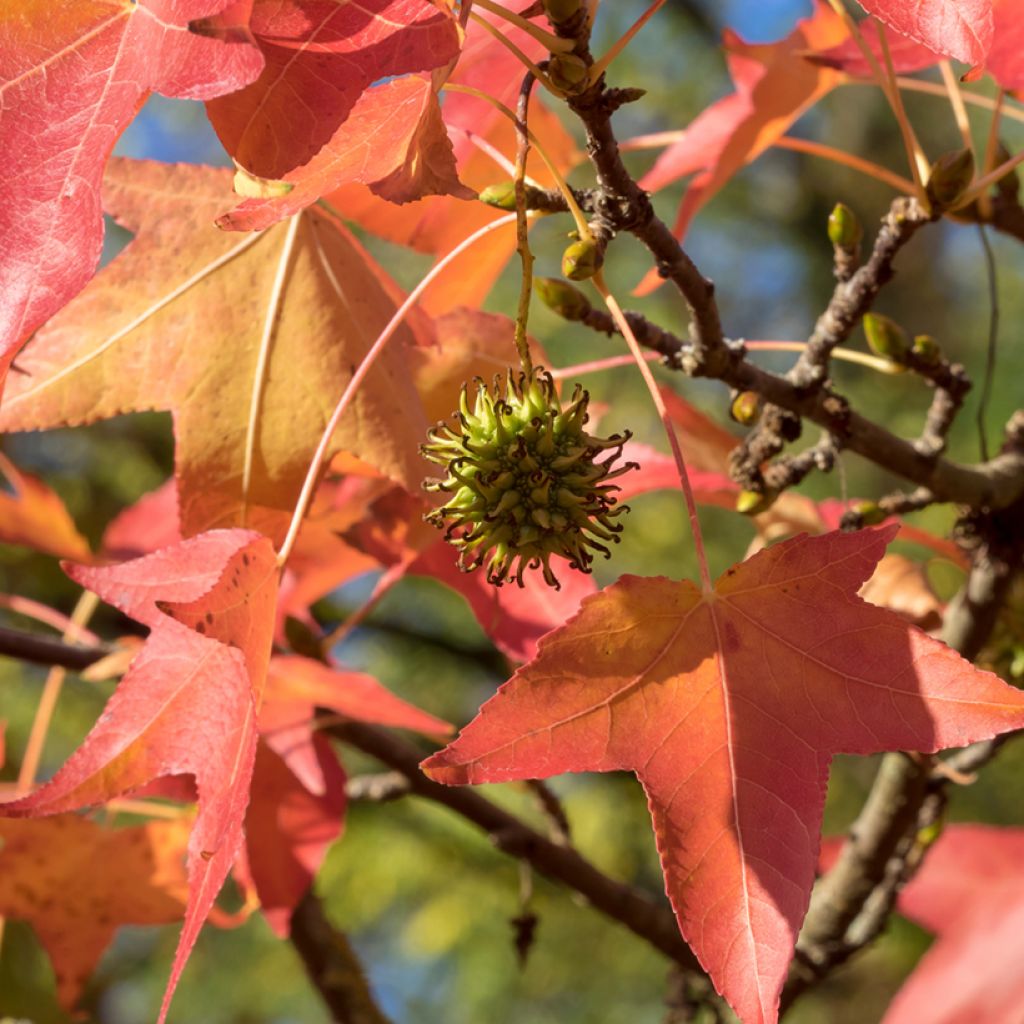 Liquidambar styraciflua seeds - American Sweetgum