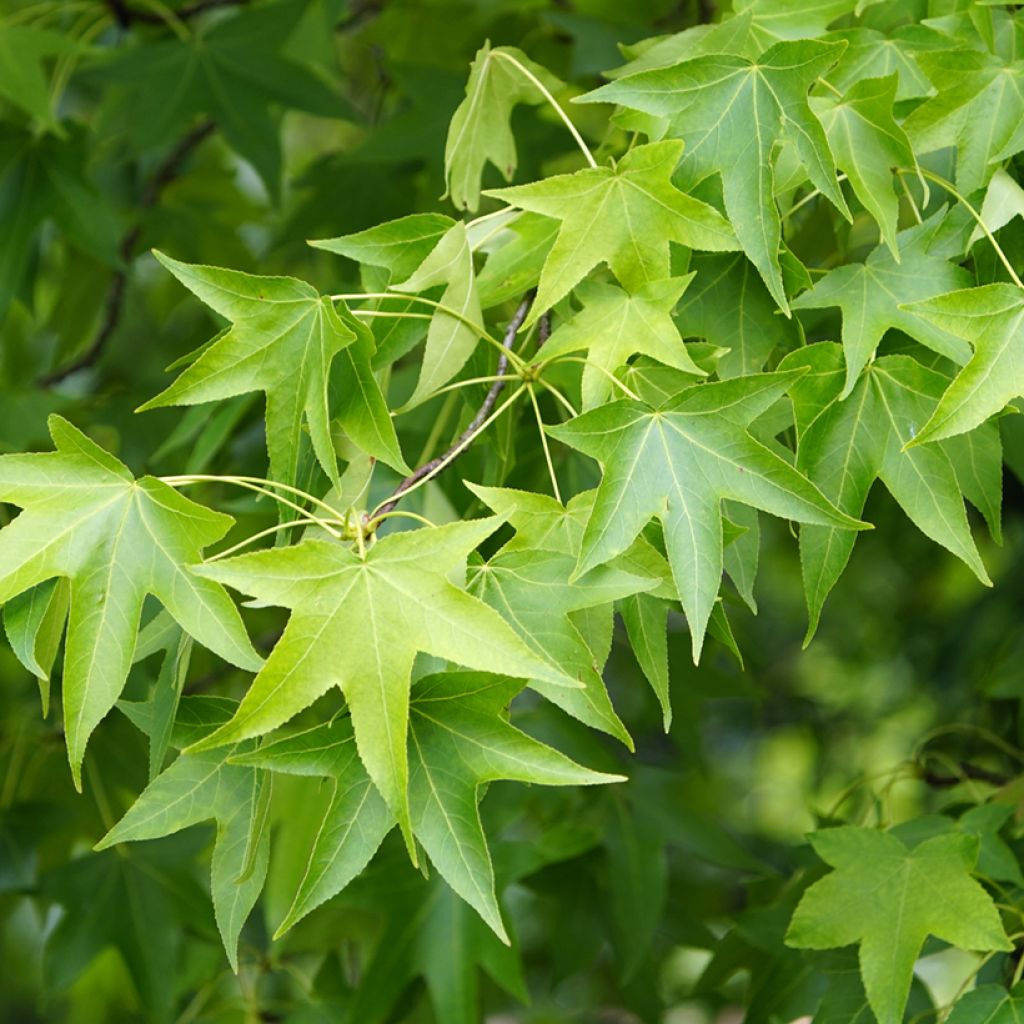 Liquidambar styraciflua seeds - American Sweetgum