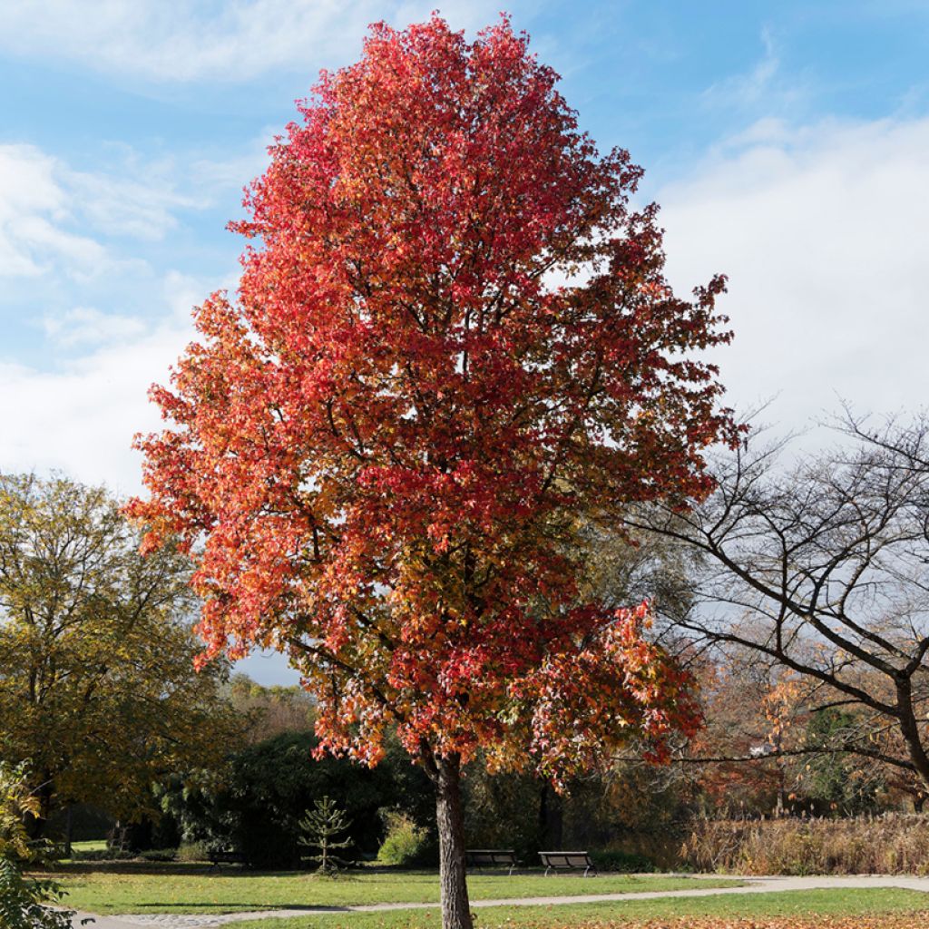 Liquidambar styraciflua seeds - American Sweetgum