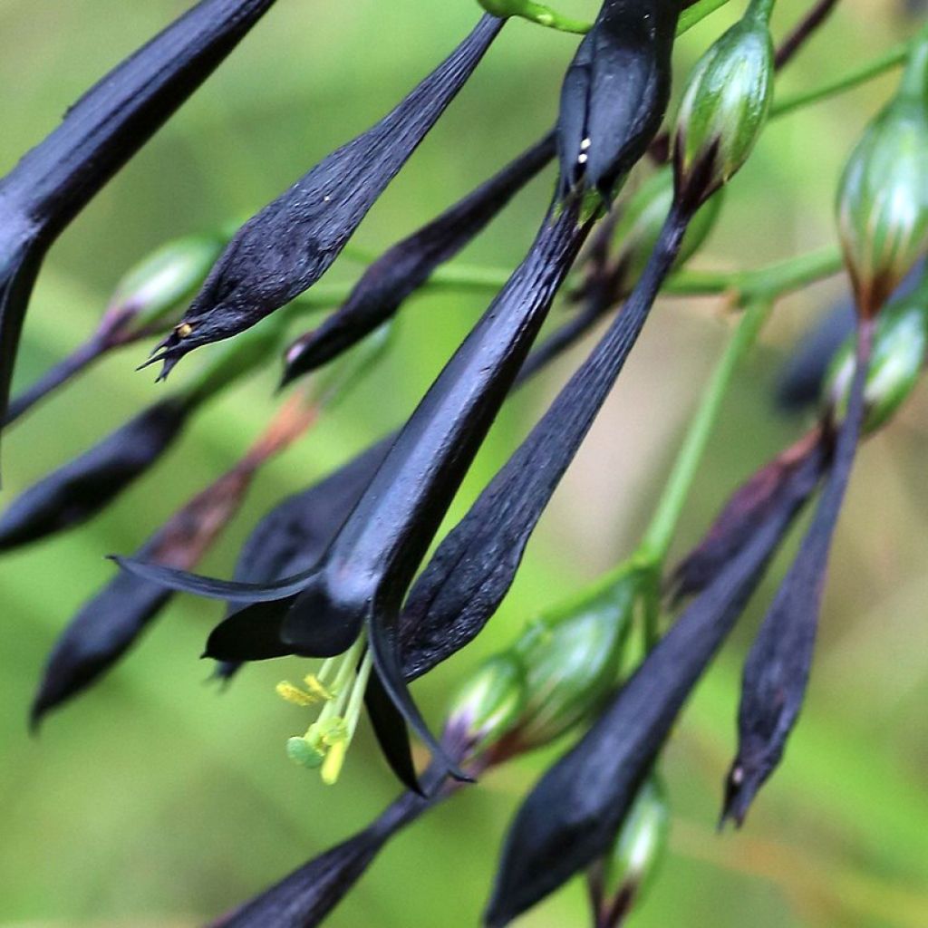 Lisianthius nigrescens - Flor de muerto seeds