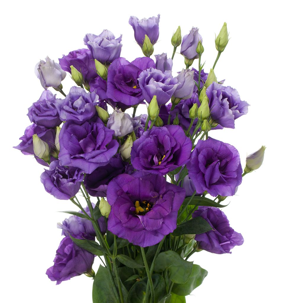 Lisianthus Cessna Blue coated seeds - Eustoma russelianu