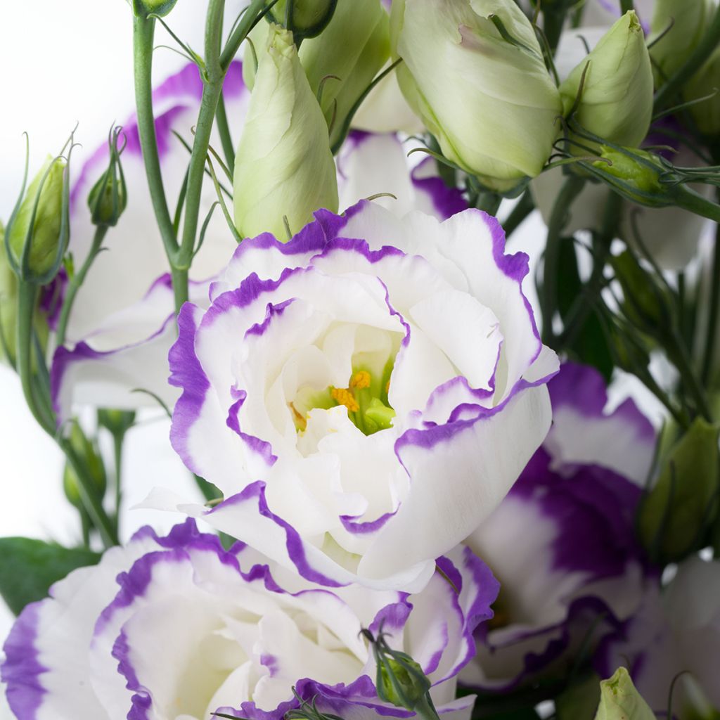 Lisianthus Cessna Blue Picotee coated seeds - Eustoma russelianu