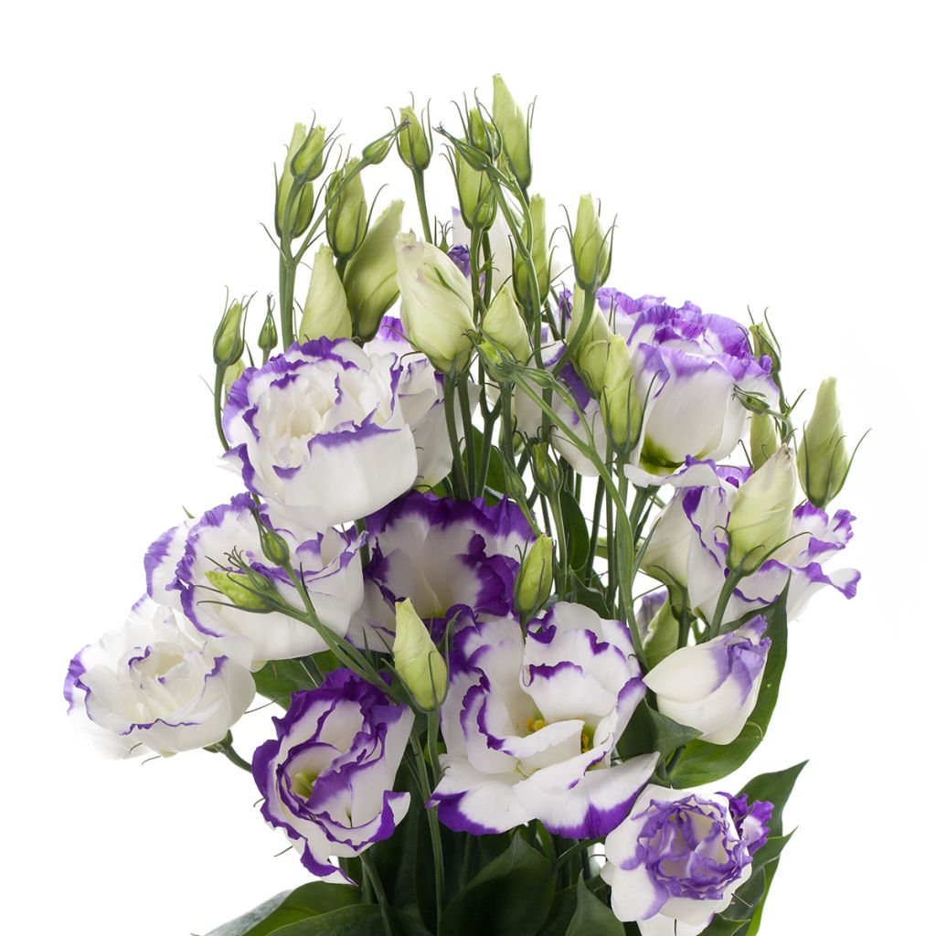 Lisianthus Cessna Blue Picotee coated seeds - Eustoma russelianu