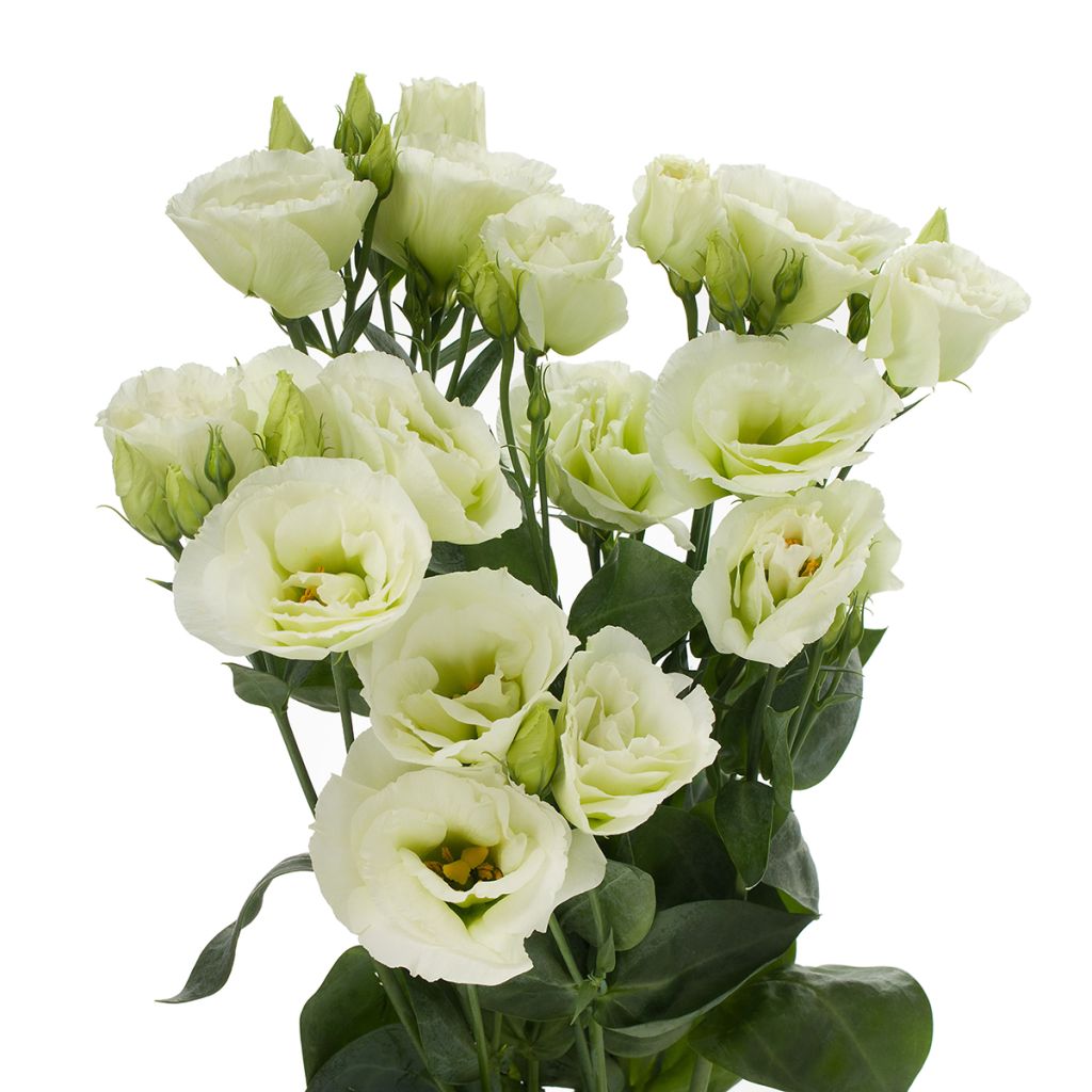 Lisianthus Cessna Green coated seeds - Eustoma russelianu